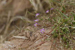 Слика од Calandrinia ptychosperma F. Müll.