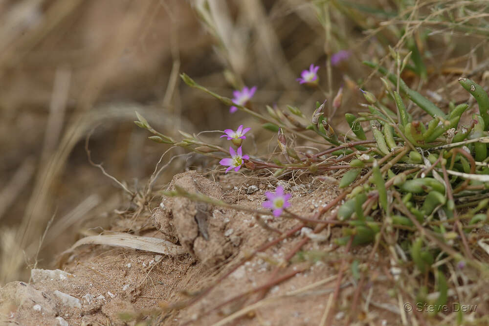 Слика од Calandrinia ptychosperma F. Müll.