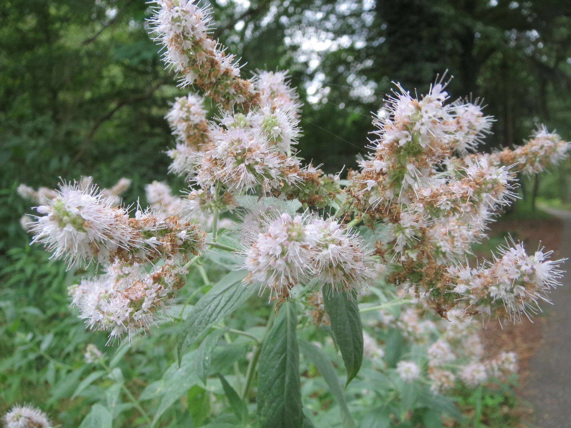 Image of Horse Mint