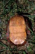 Image of Eastern Painted Turtle