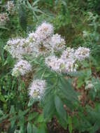 Image of Horse Mint