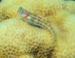 Image of Three-lined Blenny