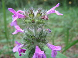 Image of wild basil