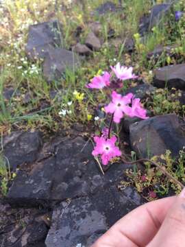 Image of prairie woodland-star