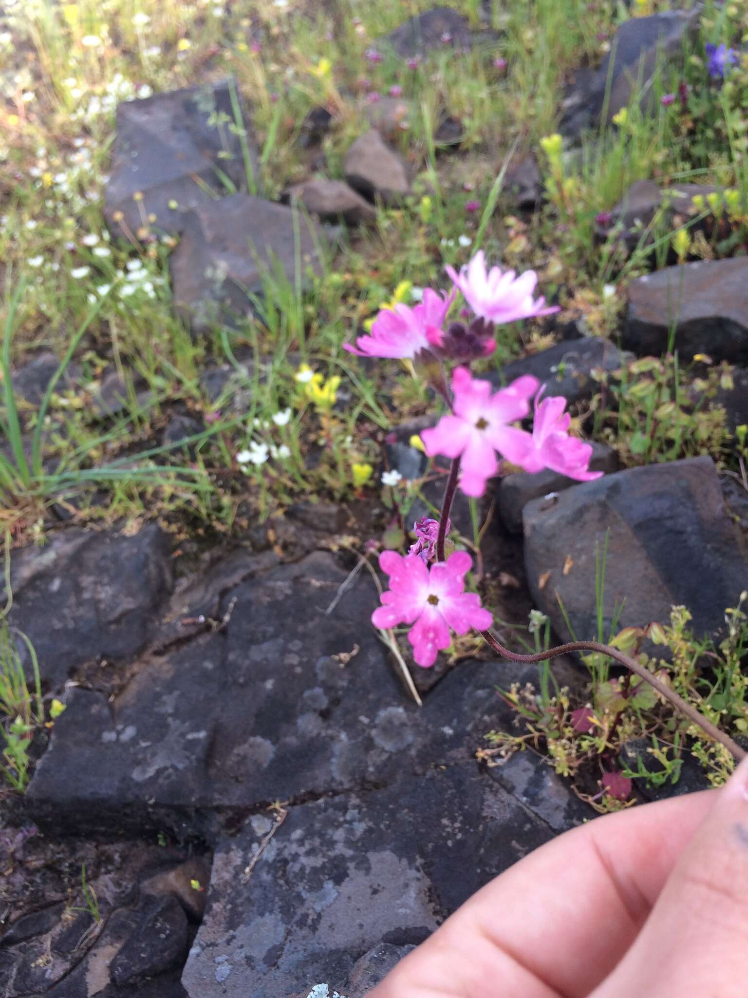 Image of prairie woodland-star