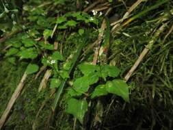 Image of Alpine enchanter’s-nightshade