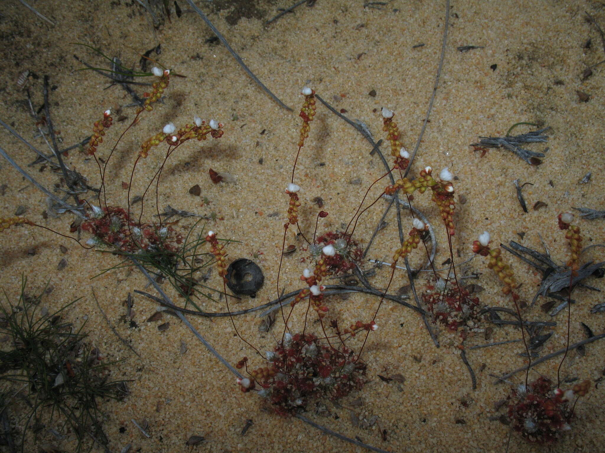 Image of Drosera rechingeri Strid