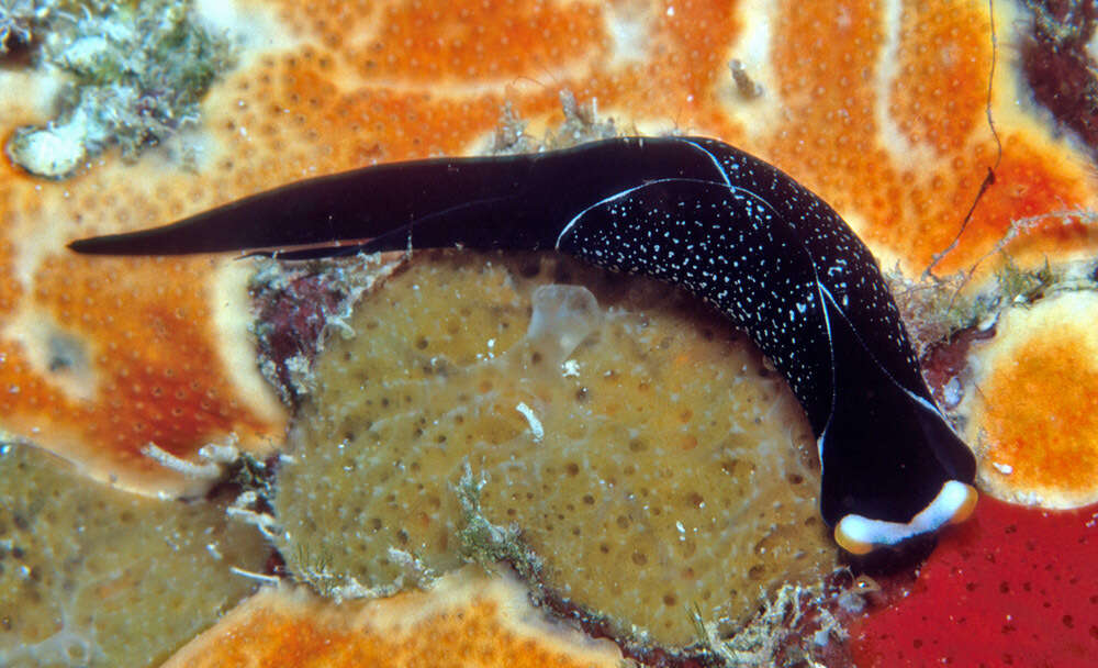 Image of White-capped swallowtail slug
