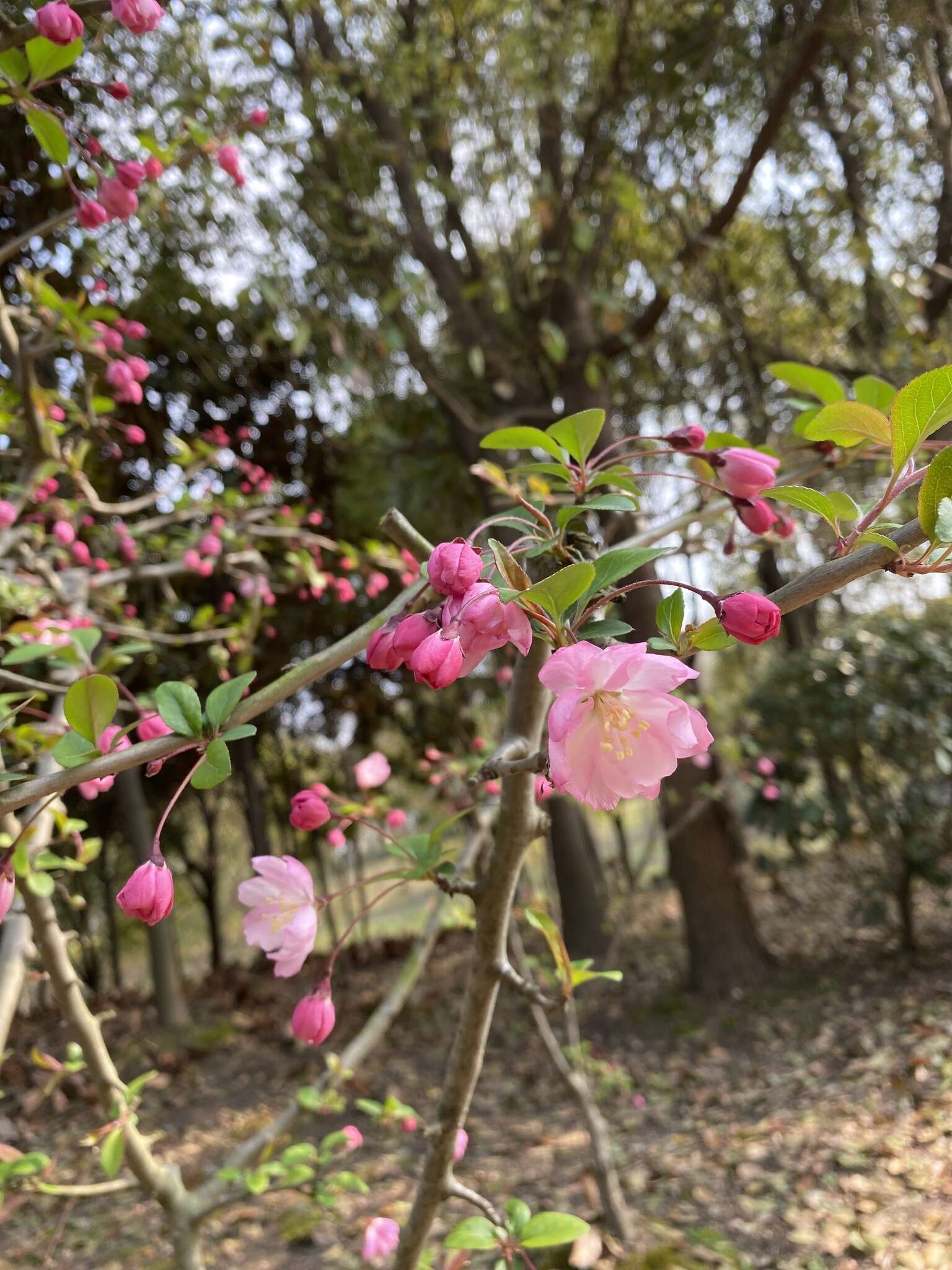 Plancia ëd Malus halliana Koehne