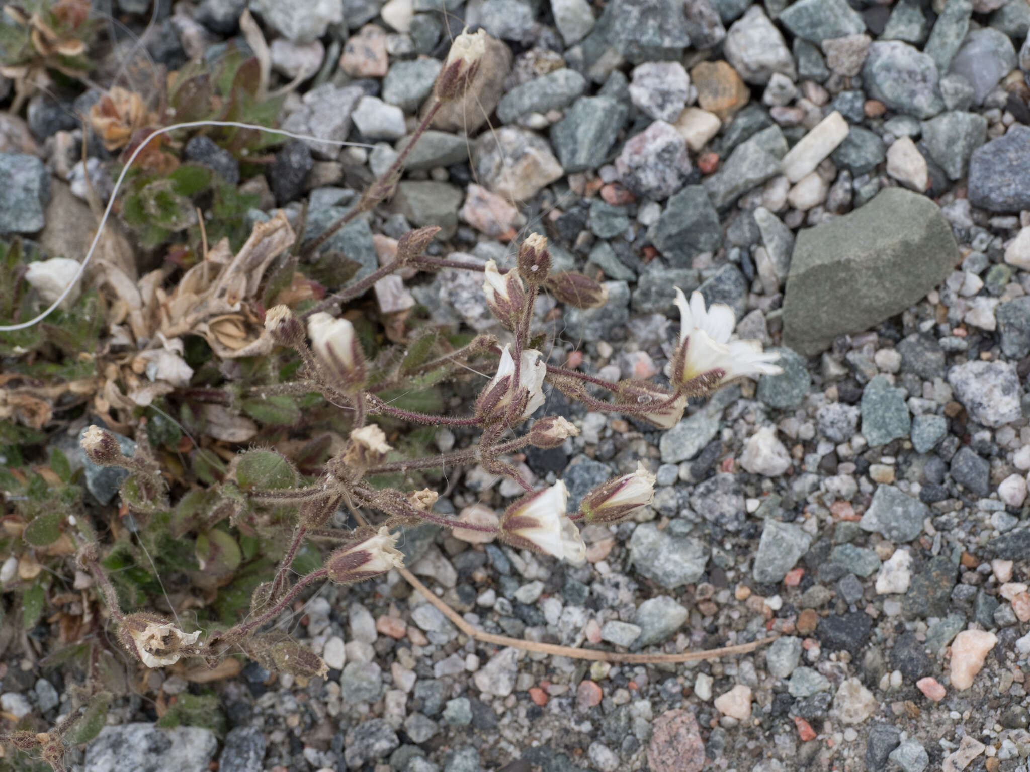 Image of mouse-ear chickweed