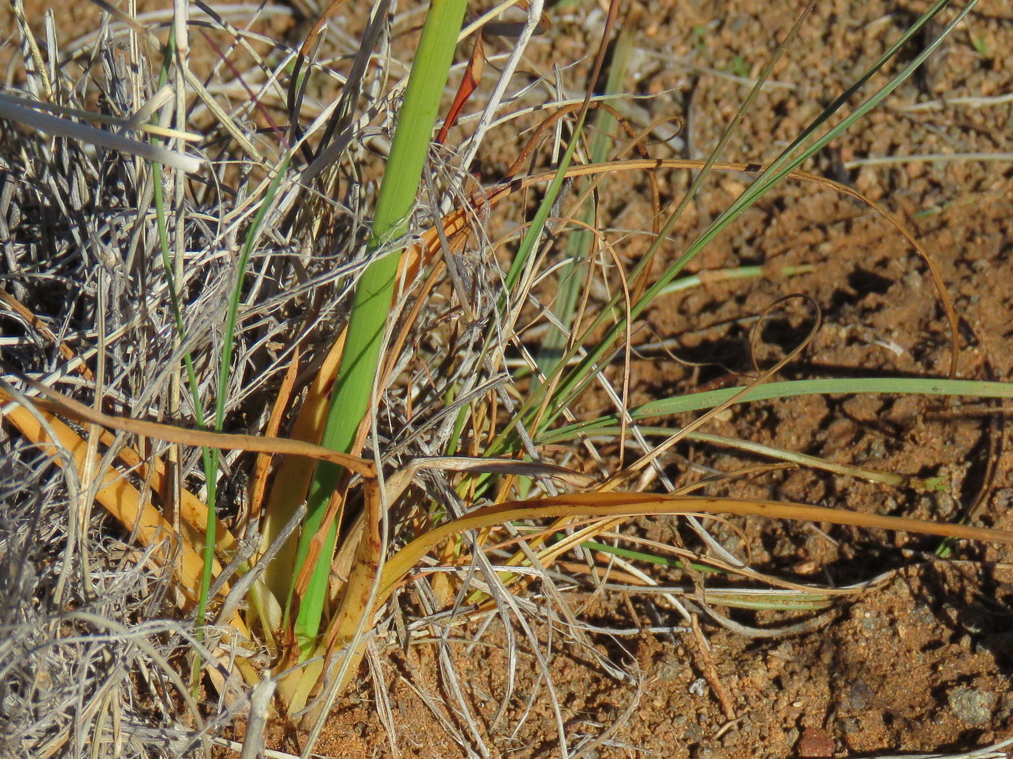 Image of Cyperus usitatus Burch.