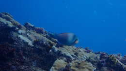 Image of Guinean parrot fish