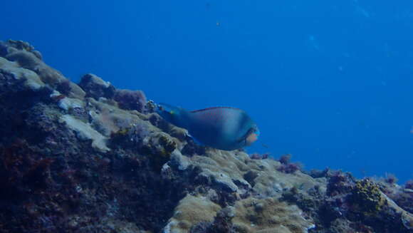 Image of Guinean parrot fish