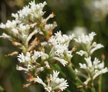 Image of Conospermum taxifolium C. F. Gaertner