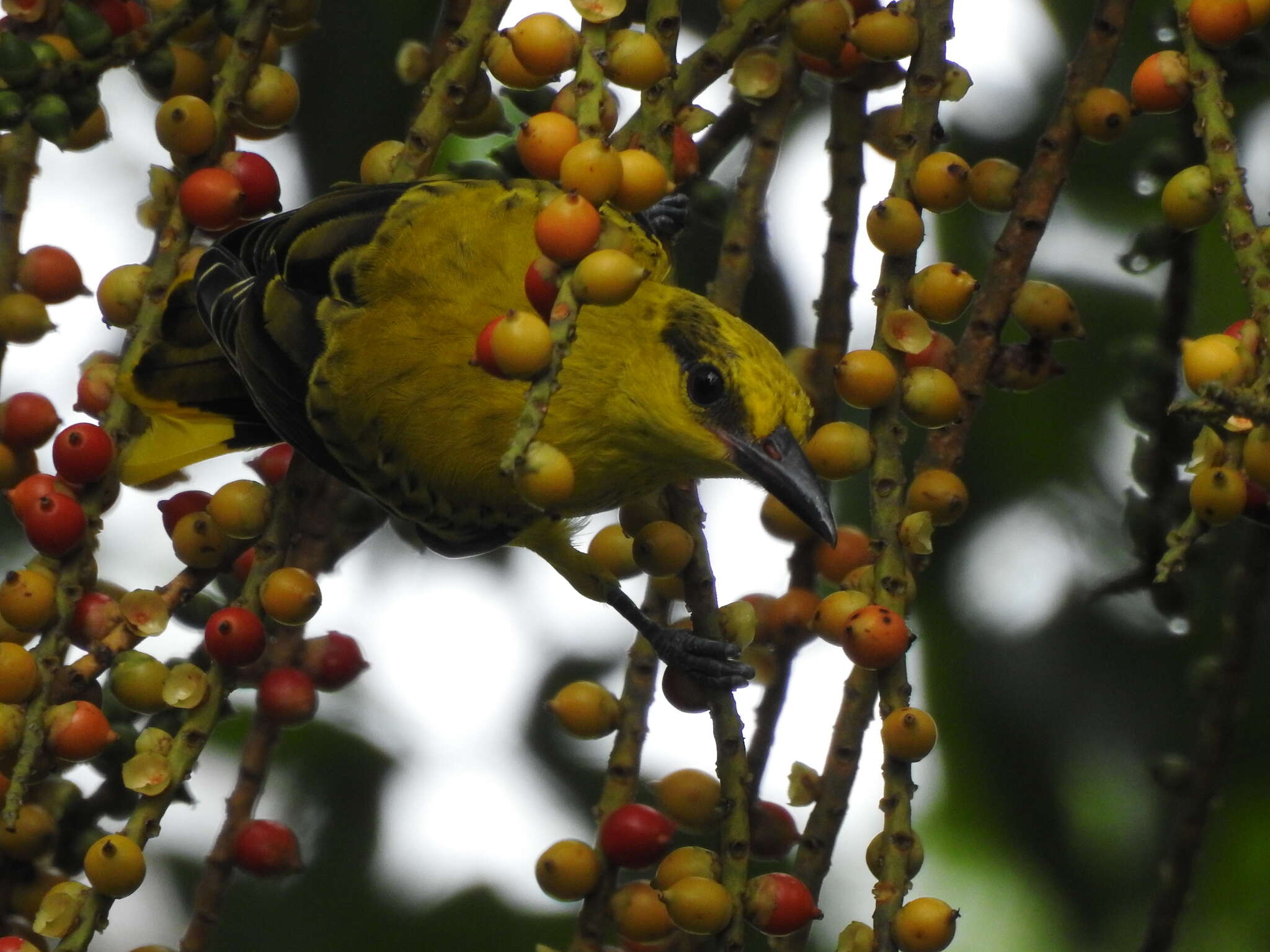 Image of Black-naped Oriole