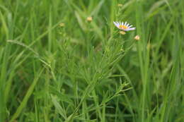 Aster pekinensis (Hance) Chen resmi