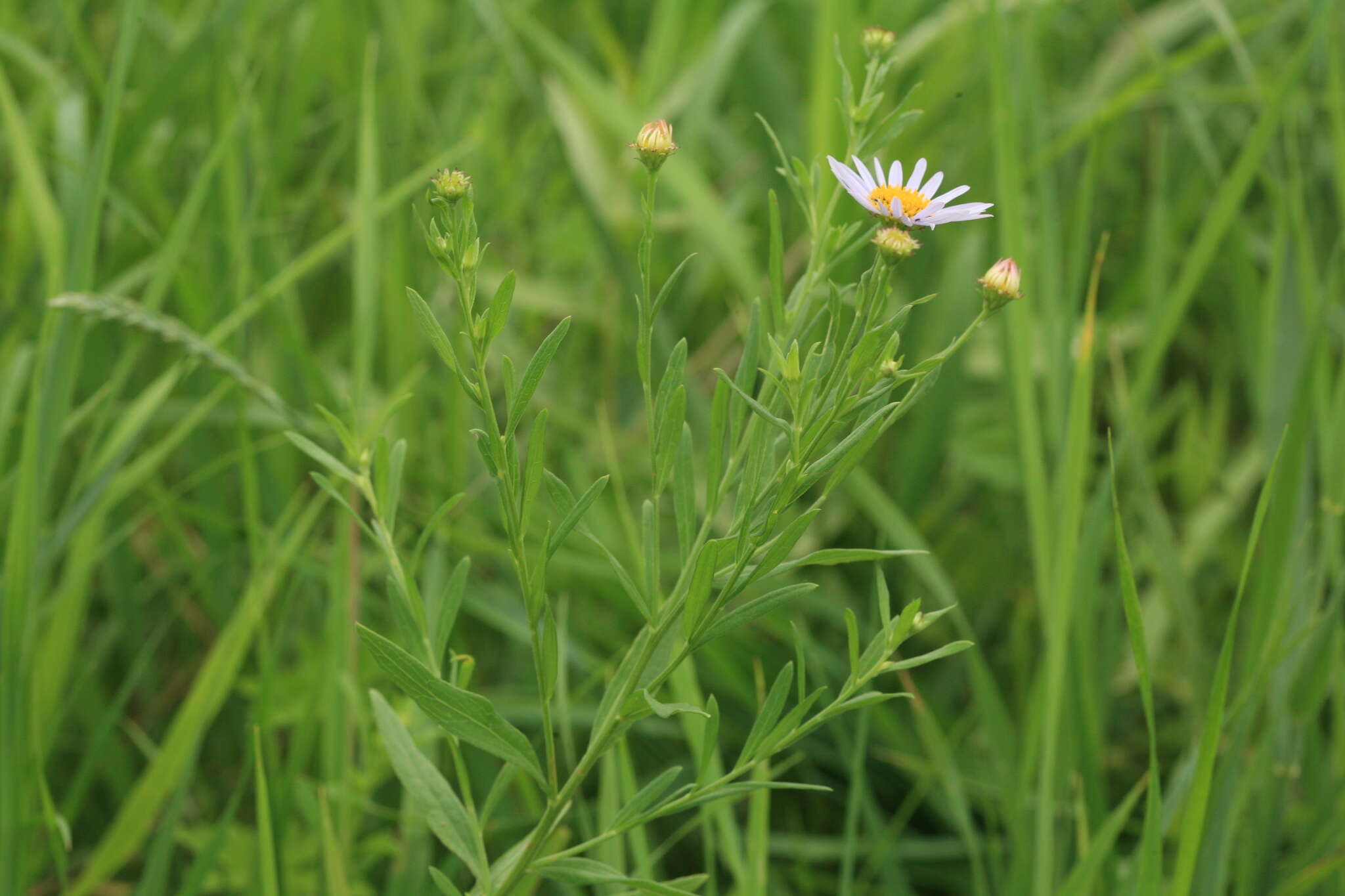 Aster pekinensis (Hance) Chen resmi