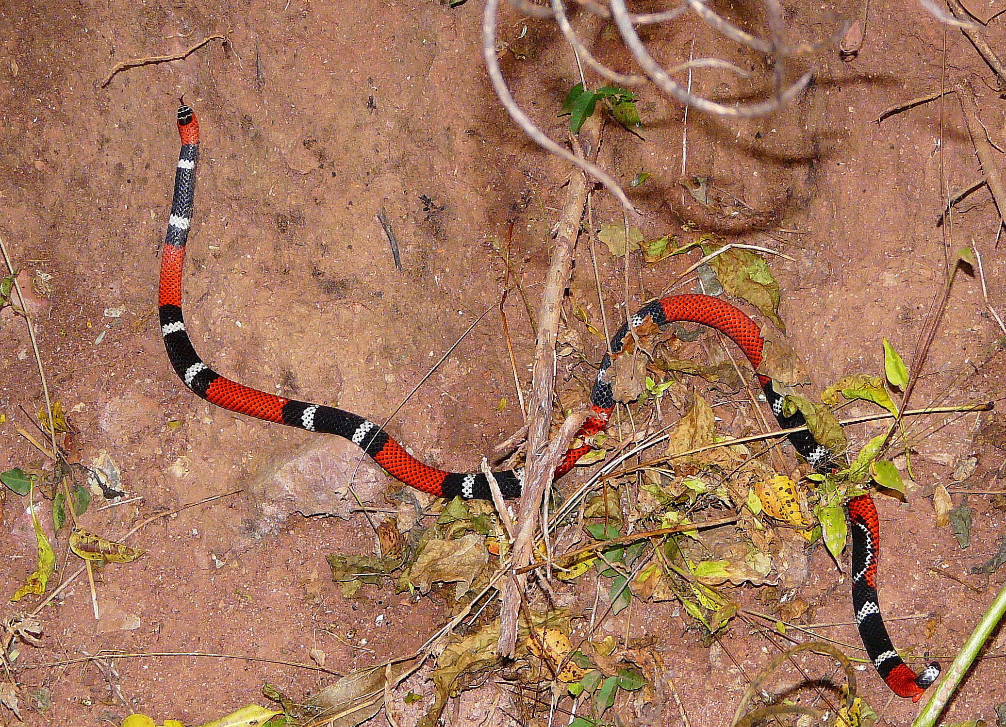 Image of Argentinian Coral Snake