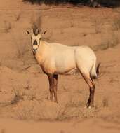 Image of Arabian Oryx