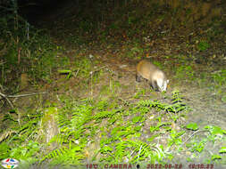 Image of Japanese Badger