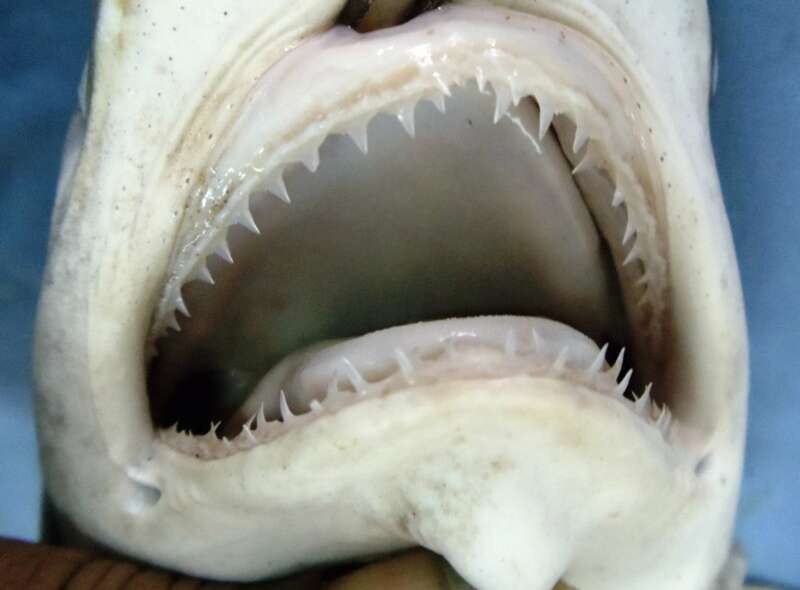 Image of Hardnose Shark