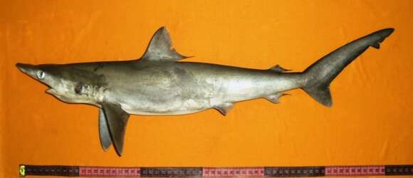 Carcharhinus macloti (Müller & Henle 1839) resmi