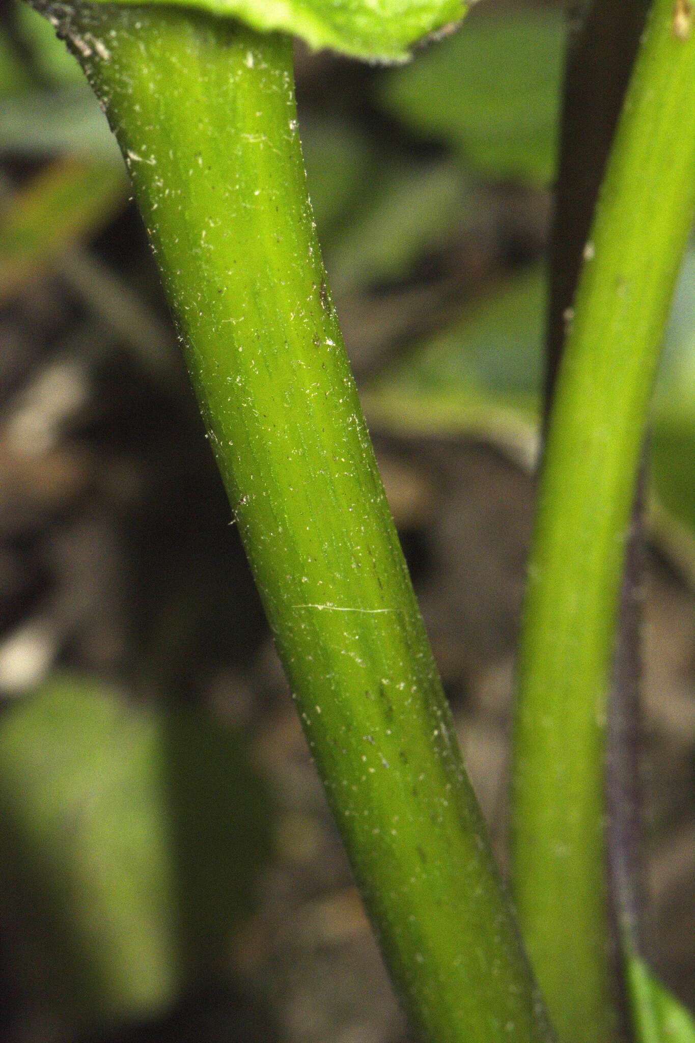 Sivun Pericallis hybrida B. Nord. kuva