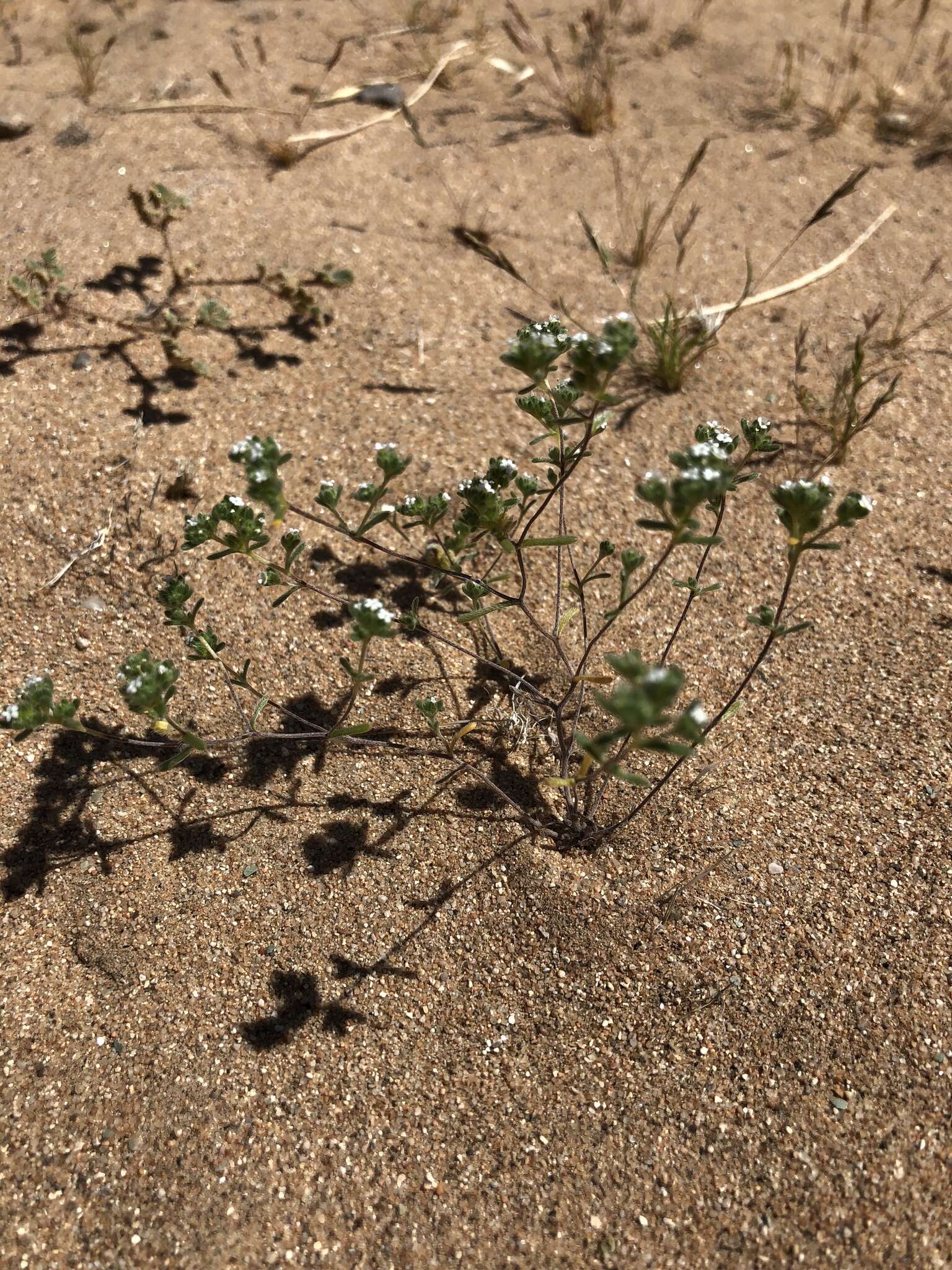 Image of Eremocarya micrantha (Torr.) Greene