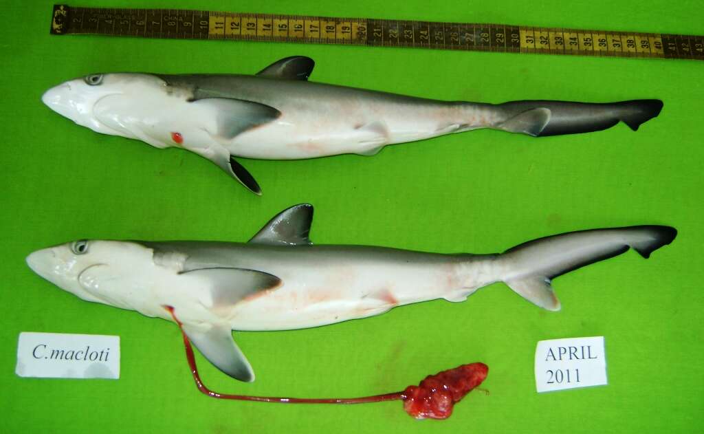 Image of Hardnose Shark