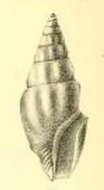 Image of Clavus fusconitens (G. B. Sowerby Iii 1901)