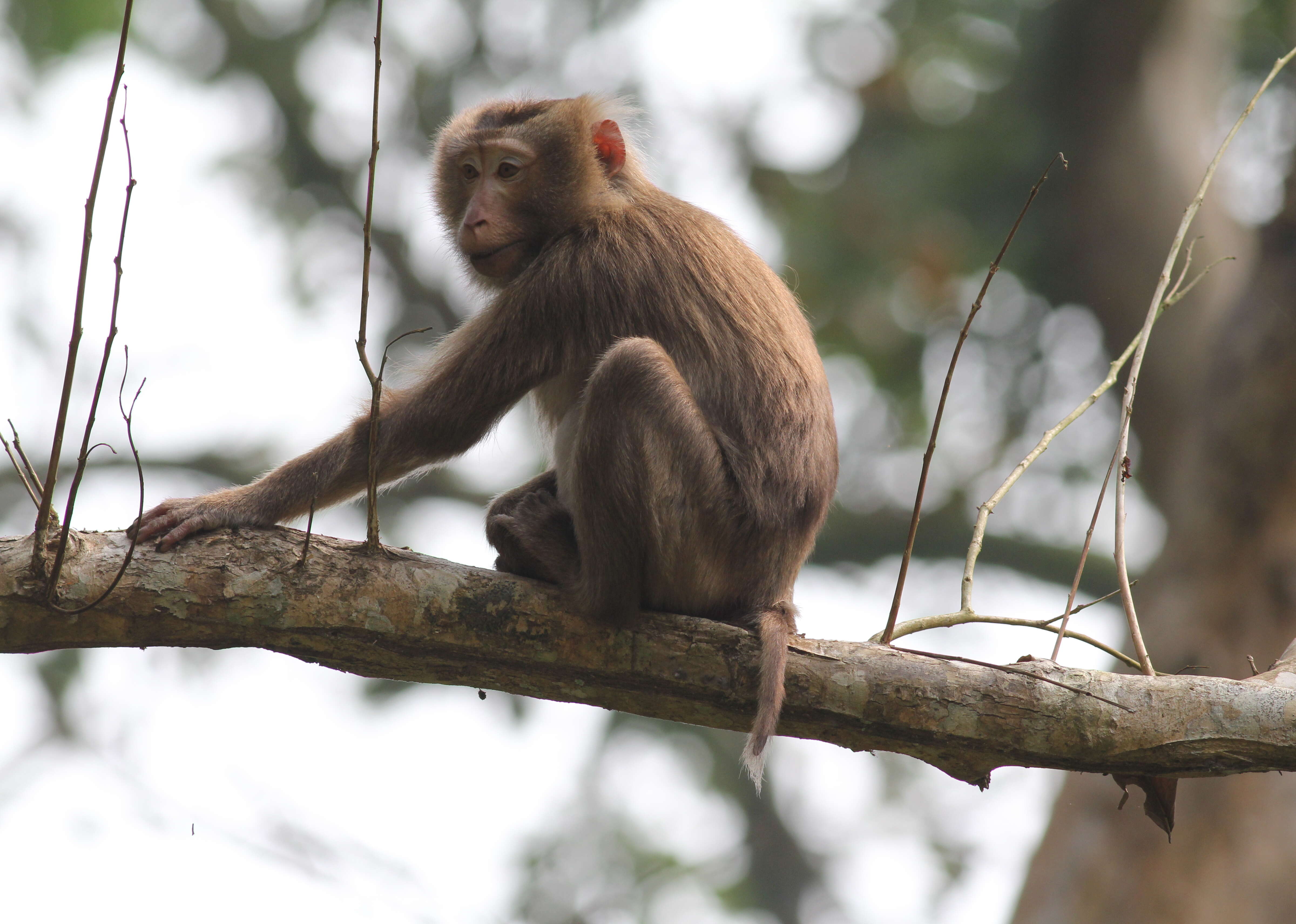 Imagem de Macaca leonina (Blyth 1863)