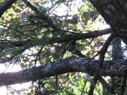 Image of Collared Bush Robin