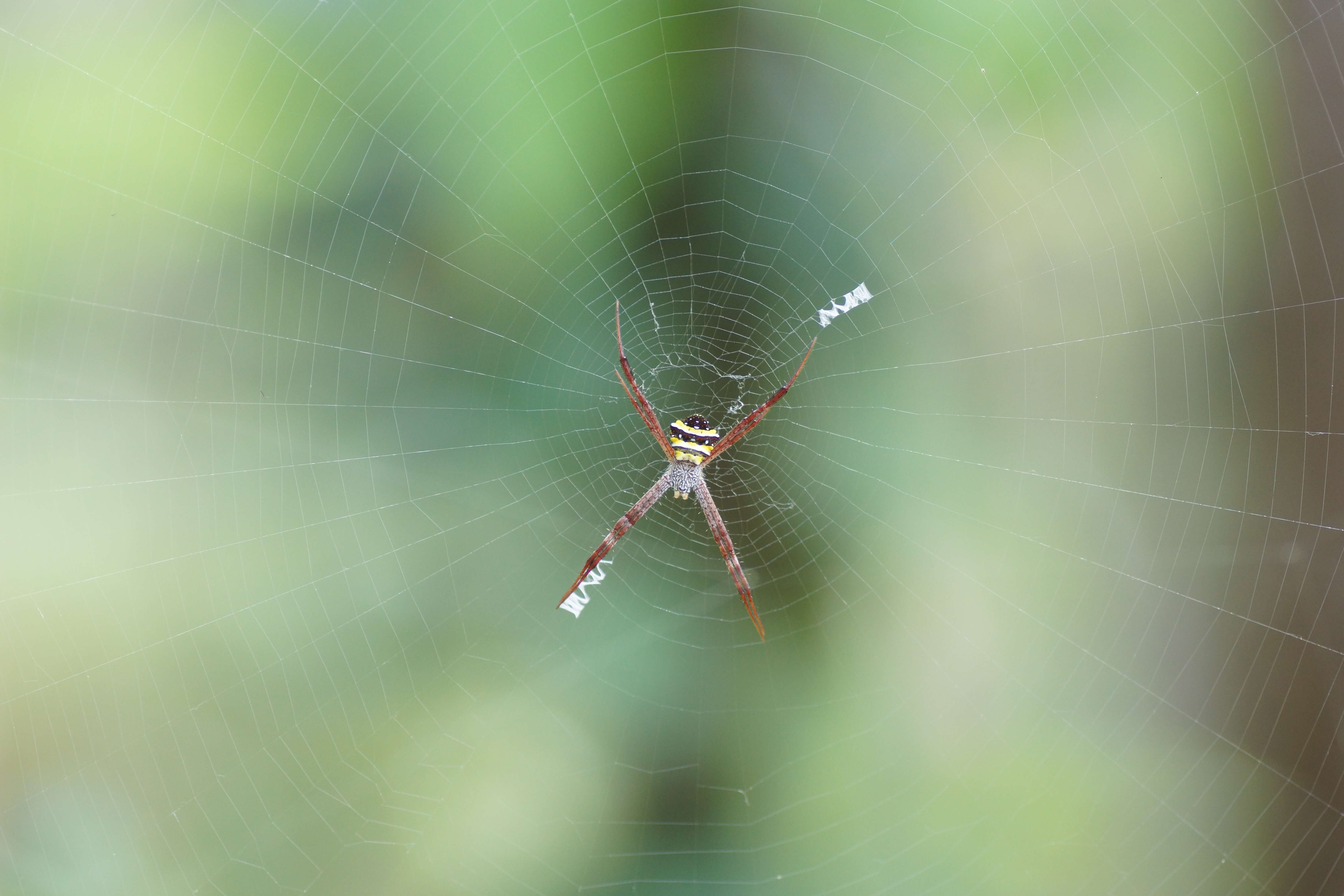 Image of Argiope pulchella Thorell 1881