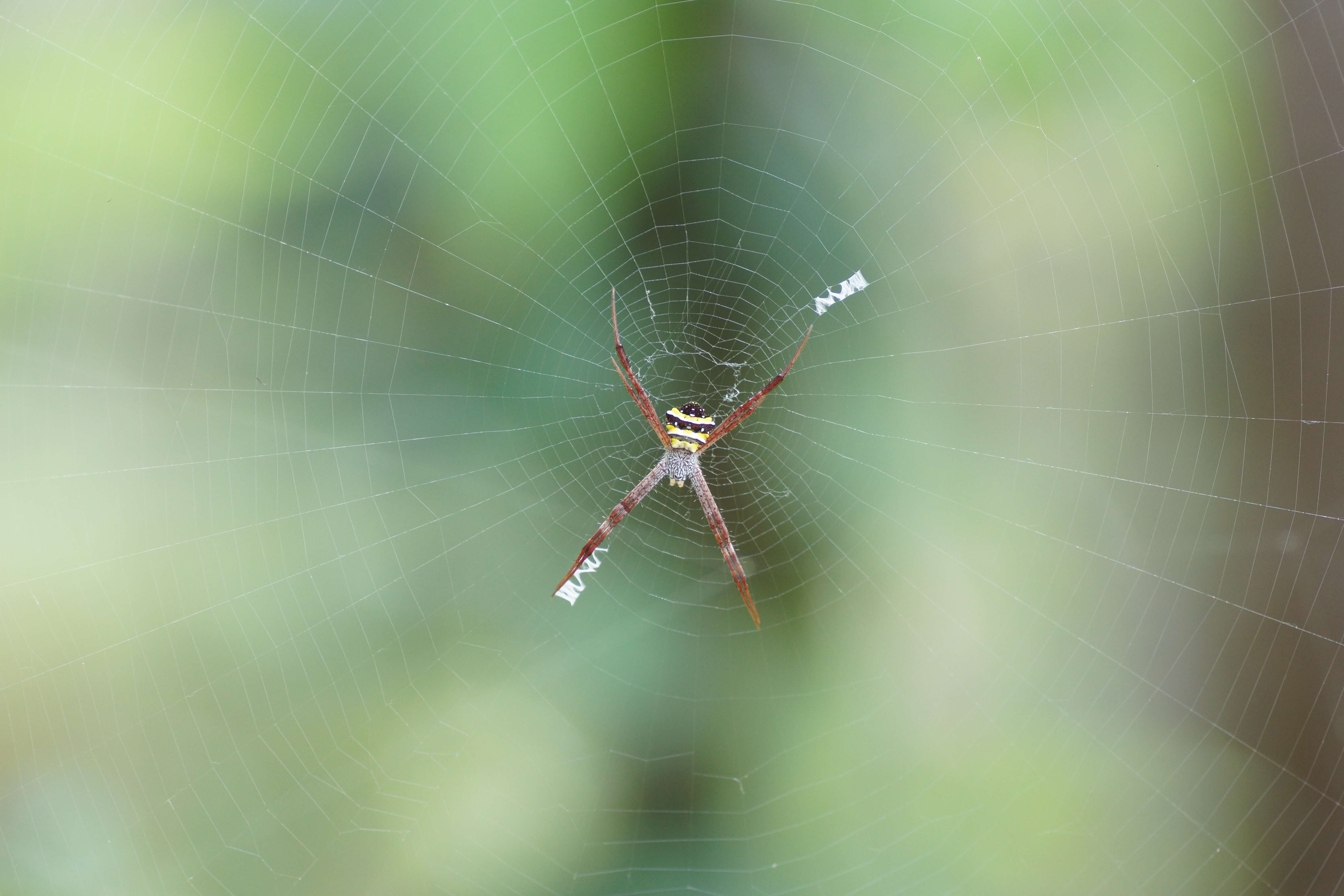 Image of Argiope pulchella Thorell 1881