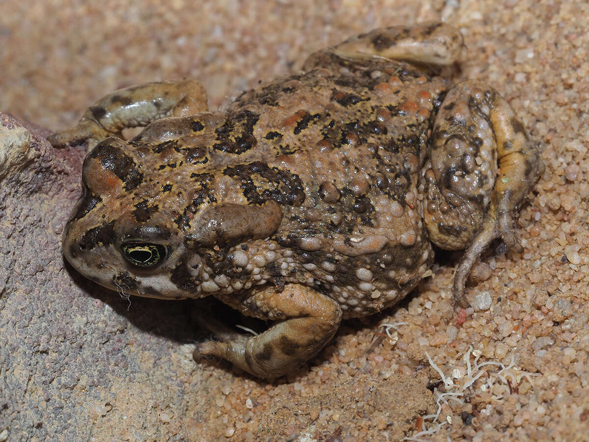 Image of Common Cape Toad; Sand Toad