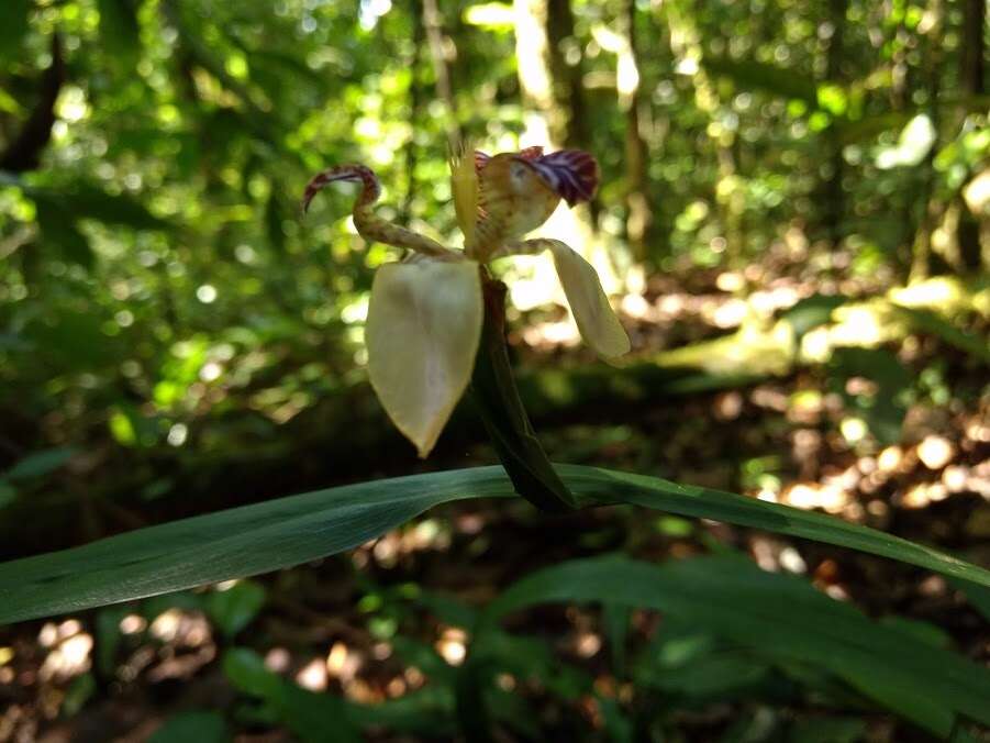 Neomarica variegata (M. Martens & Galeotti) Henrich & Goldblatt的圖片