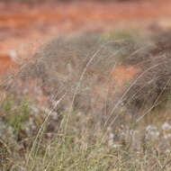 Image of smallflower lovegrass