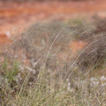 Sivun Eragrostis parviflora (R. Br.) Trin. kuva