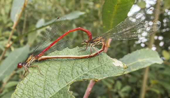 Image of small red damselfly