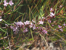 Image of Agathosma pungens (E. Mey. ex Sond.) Pillans