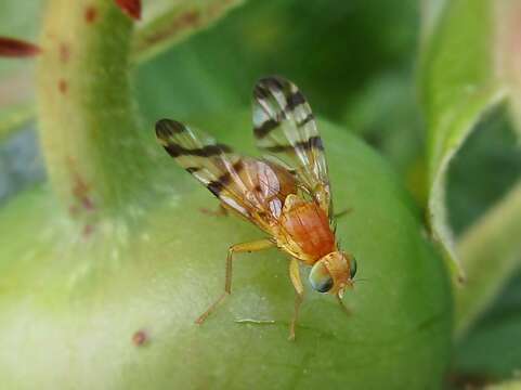 Image of Rhagoletis alternata (Fallen 1814)