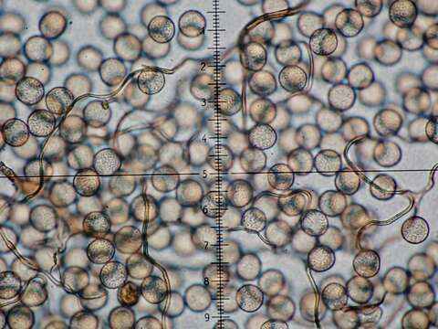 Image of Calomyxa metallica