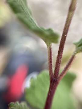 Image of Ageratina scorodonioides (A. Gray) R. King & H. Rob.