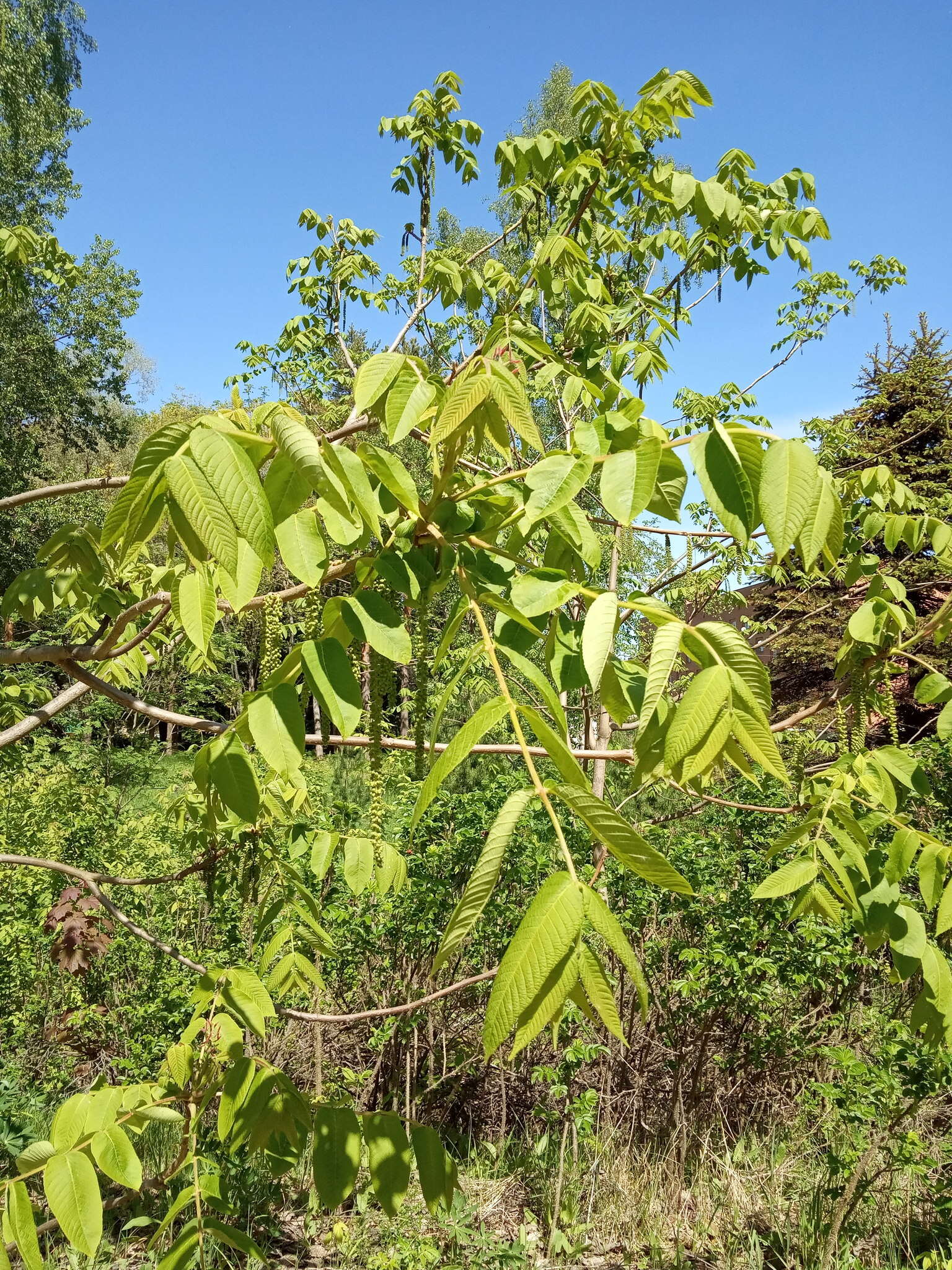 Imagem de Juglans mandshurica Maxim.