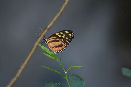 Imagem de Tithorea harmonia hippothous Godman & Salvin 1879