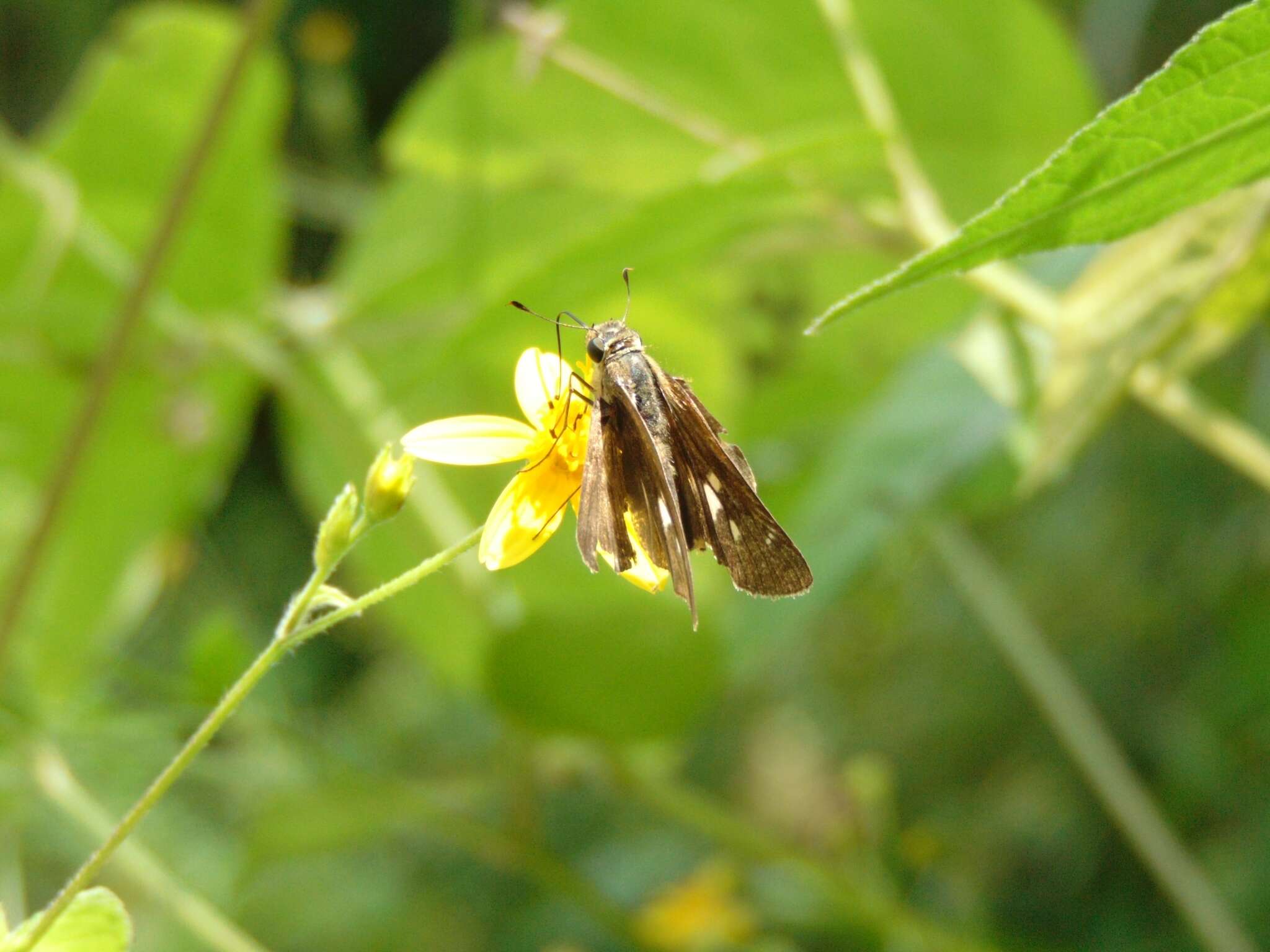 Image of Hecebolus skipper