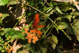 Image of Mexican Flame Vine