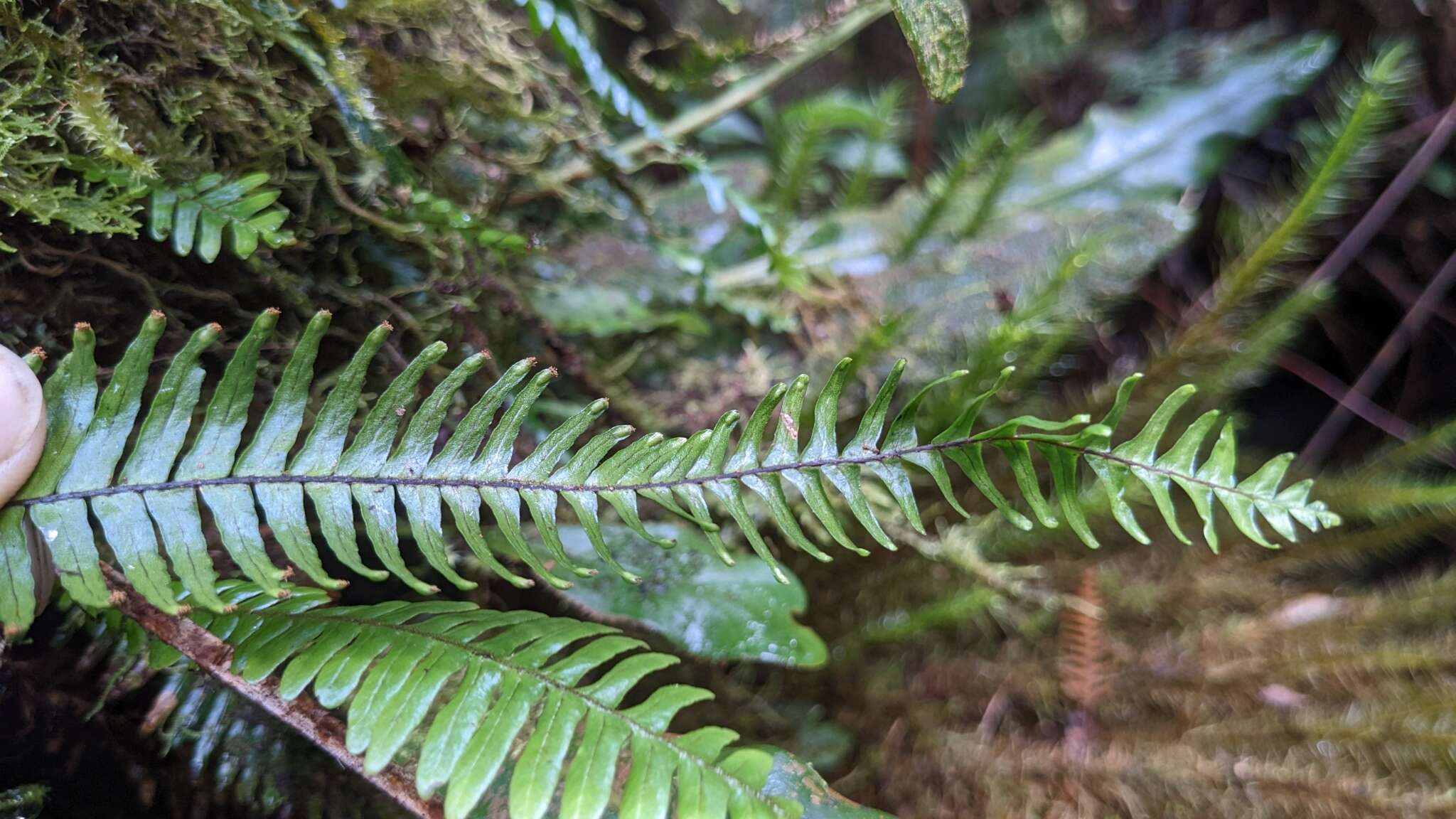 Image of Prosaptia contigua (G. Forst.) C. Presl