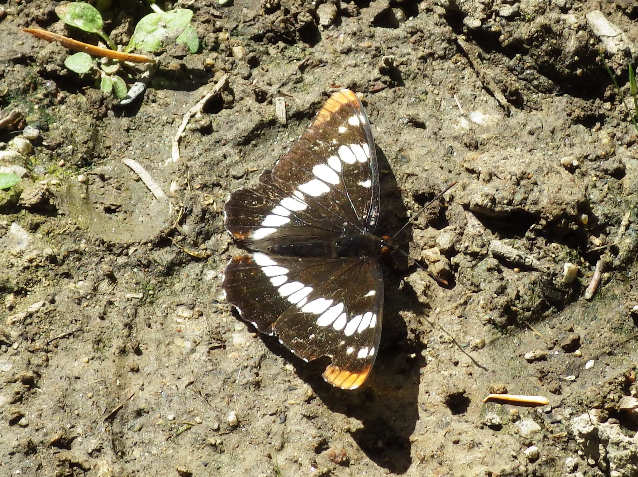 Image of Lorquin's Admiral