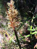 Image of Lepidosperma sieberi Kunth